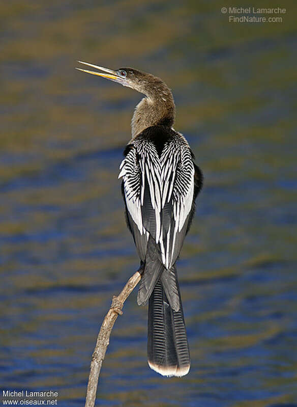 Anhinga d'Amérique femelle adulte, identification