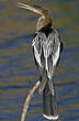 Anhinga d'Amérique