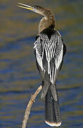 Anhinga d'Amérique