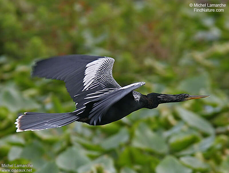 Anhinga male adult, pigmentation, Flight