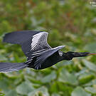 Anhinga d'Amérique