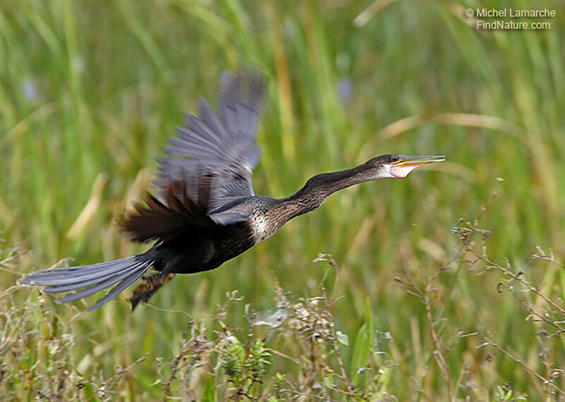 Anhinga female