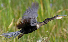 Anhinga