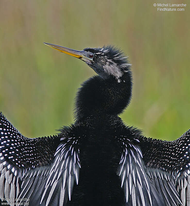 Anhinga male adult, close-up portrait