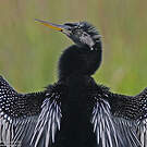 Anhinga d'Amérique