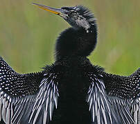 Anhinga d'Amérique