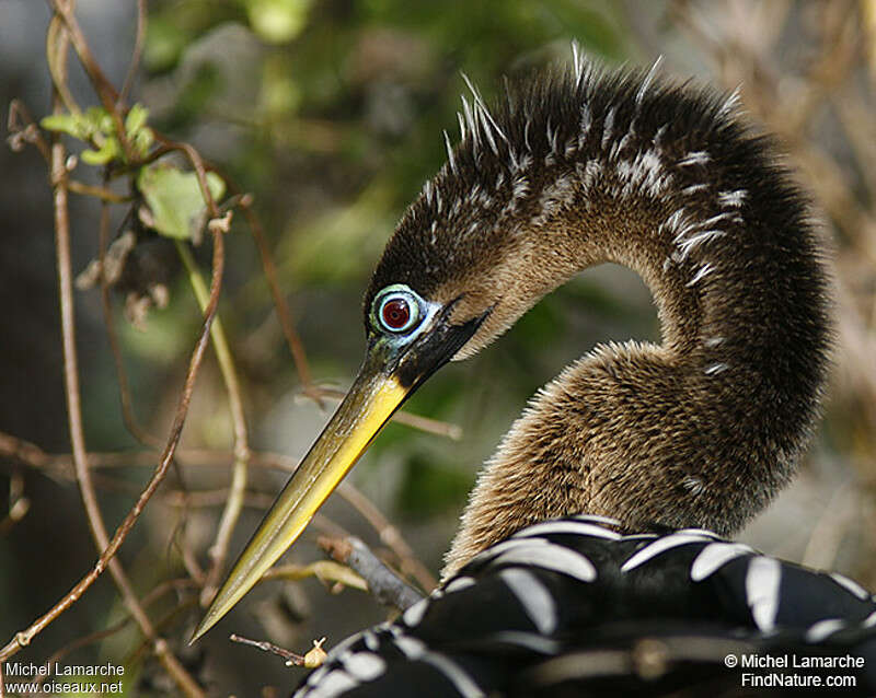 Anhinga female adult breeding, close-up portrait