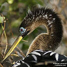 Anhinga d'Amérique