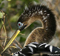 Anhinga