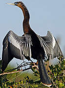 Anhinga d'Amérique