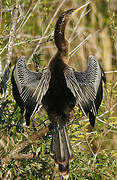 Anhinga d'Amérique