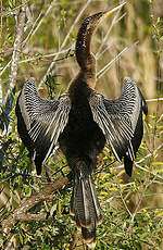 Anhinga d'Amérique