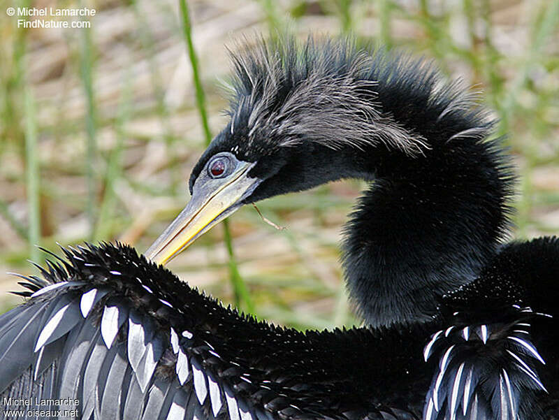 Anhinga d'Amérique mâle adulte, portrait, soins