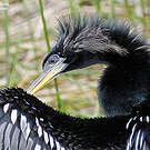 Anhinga d'Amérique