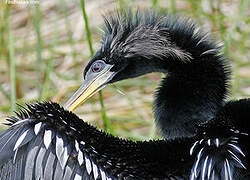 Anhinga d'Amérique