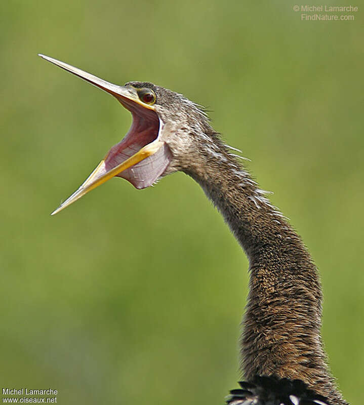 Anhingaimmature, close-up portrait