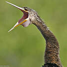 Anhinga d'Amérique