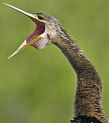 Anhinga d'Amérique