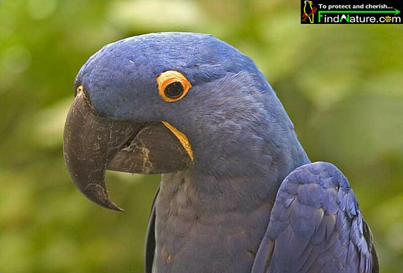 Hyacinth Macaw