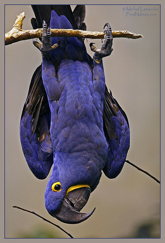 Hyacinth Macaw by palojanniketas on DeviantArt