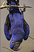 Hyacinth Macaw