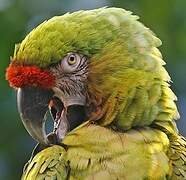 Military Macaw