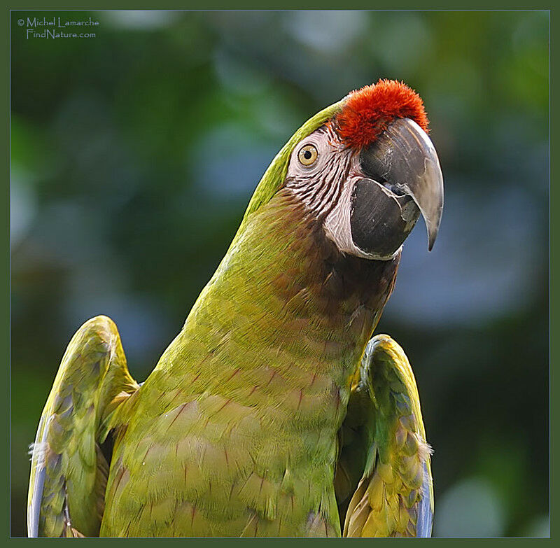 Military Macaw