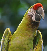 Military Macaw