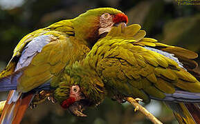 Military Macaw