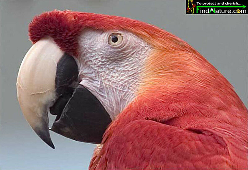 Scarlet Macaw