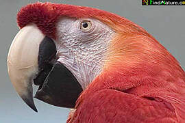 Scarlet Macaw