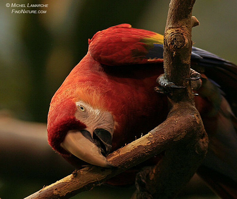 Scarlet Macaw