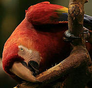 Scarlet Macaw