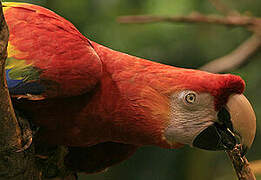 Scarlet Macaw