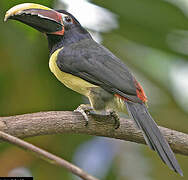 Green Aracari