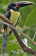 Green Aracari