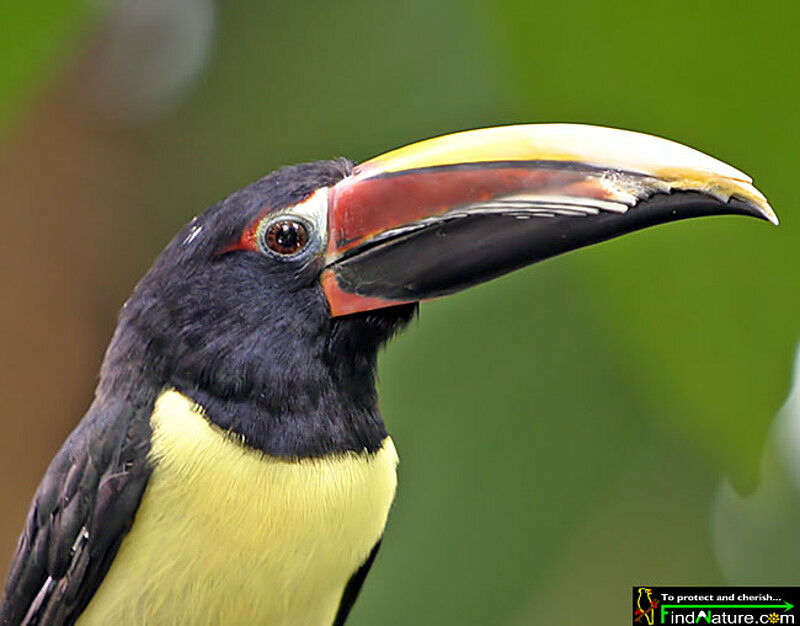 Green Aracari