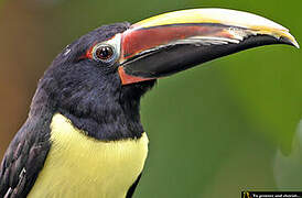 Green Aracari