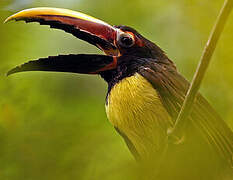 Green Aracari