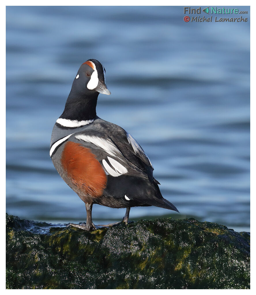 Harlequin Duck male adult breeding