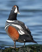 Harlequin Duck