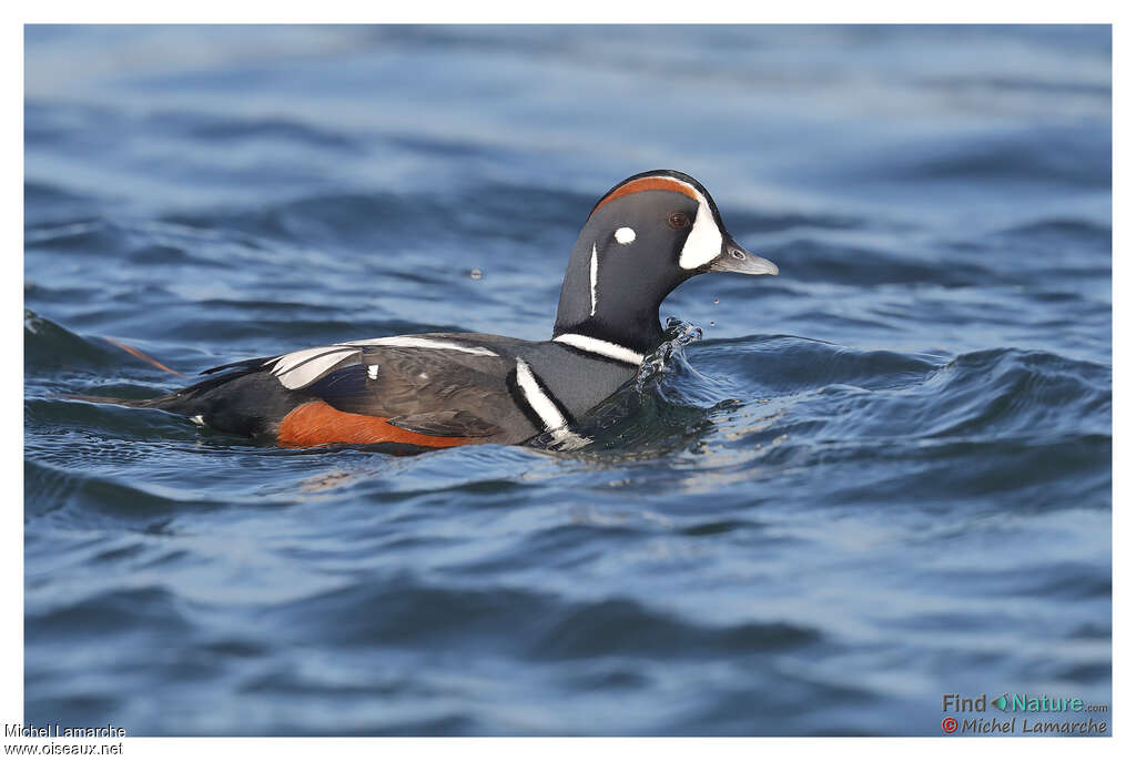 Harlequin Duck male adult breeding, pigmentation, swimming