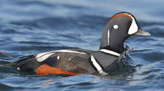 Arlequin plongeur