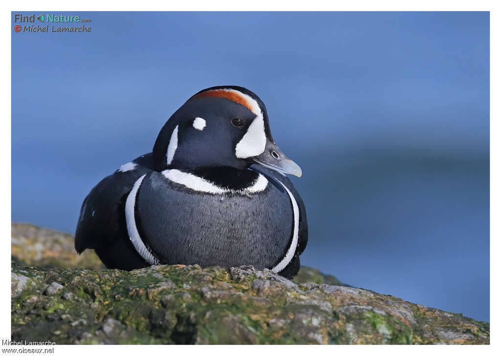 Harlequin Duck male adult breeding, close-up portrait