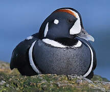 Harlequin Duck