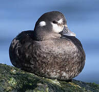 Harlequin Duck