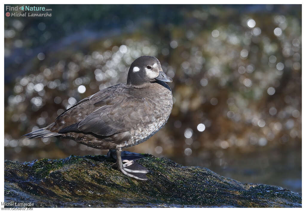 Harlequin Duck female adult breeding