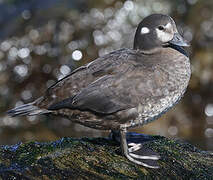 Harlequin Duck