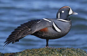 Harlequin Duck