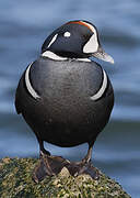 Harlequin Duck